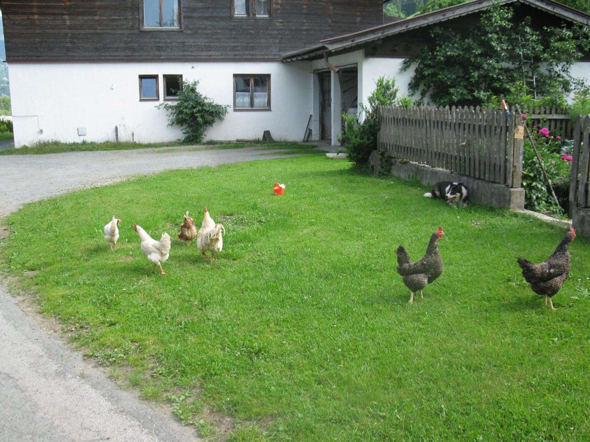 Malernhof Acomodação com café da manhã Kitzbühel Exterior foto